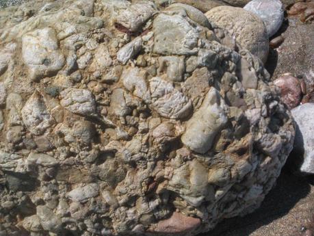 fósiles en Asturias (planta fosilizada) fósiles en Asturias (planta fosilizada)