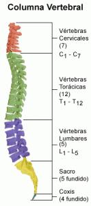 cvertebral