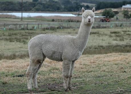 El verdadero oro de los Andes