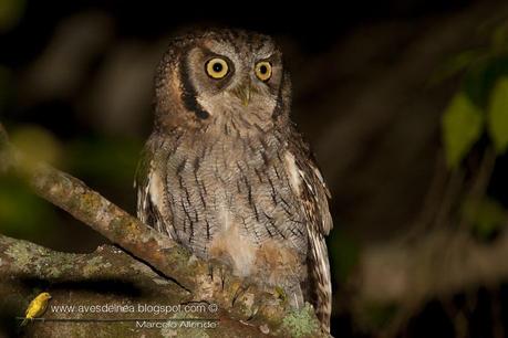Alicucú común (Tropical Screech-Owl) Megascops choliba