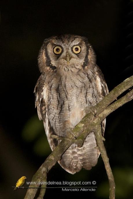 Alicucú común (Tropical Screech-Owl) Megascops choliba