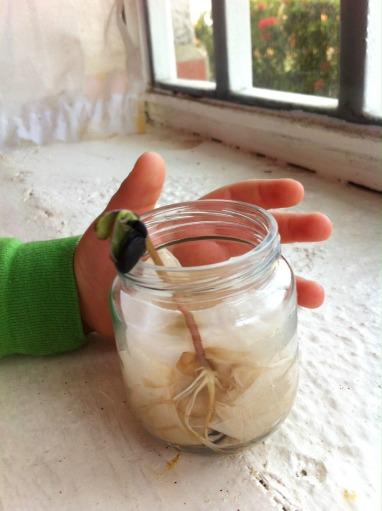 Enséñale a crear vida: Cómo hacer un Germinadero en 6 fáciles pasos germinadero7