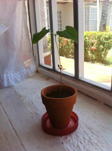 Enséñale a crear vida: Cómo hacer un Germinadero en 6 fáciles pasos germinadero8