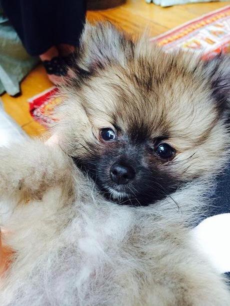 Miley Cyrus devuelve a Moonie, el cachorro que le regaló su madre Miley Cyrus Moonie