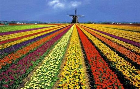 Los tulipanes holandeses son españoles... seguramente