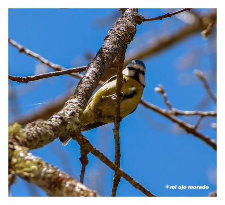 Días de pájaros