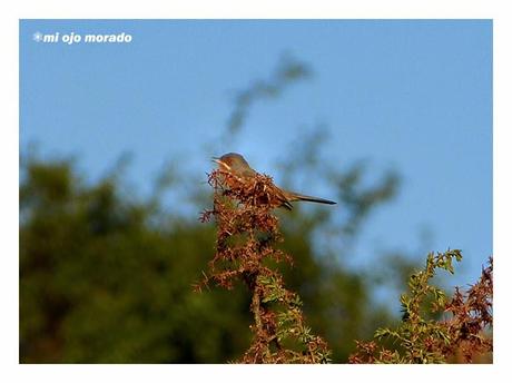 Días de pájaros