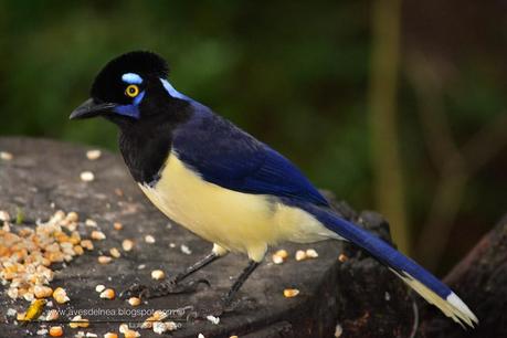 Urraca común (Plush-crested Jay) Cyanocorax chrysops