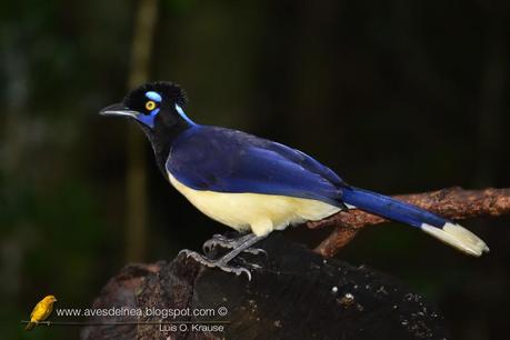 Urraca común (Plush-crested Jay) Cyanocorax chrysops