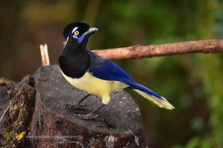 Urraca común (Plush-crested Jay) Cyanocorax chrysops