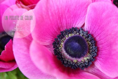 mi casa en color... mi casa en color...