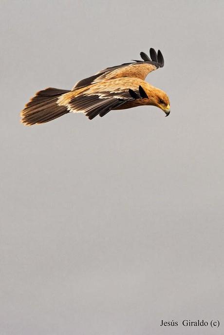 ÁGUILA IMPERIAL IBÉRICA (AQUILA ADALBERTI). ÁGUILA IMPERIAL IBÉRICA (AQUILA ADALBERTI).