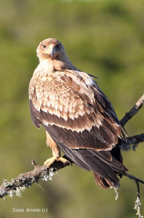 ÁGUILA IMPERIAL IBÉRICA (AQUILA ADALBERTI). ÁGUILA IMPERIAL IBÉRICA (AQUILA ADALBERTI).