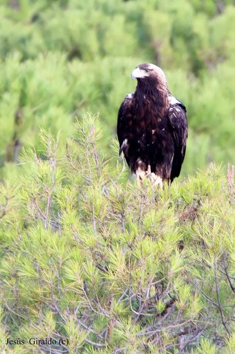ÁGUILA IMPERIAL IBÉRICA (AQUILA ADALBERTI). ÁGUILA IMPERIAL IBÉRICA (AQUILA ADALBERTI).