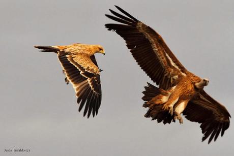 ÁGUILA IMPERIAL IBÉRICA (AQUILA ADALBERTI). ÁGUILA IMPERIAL IBÉRICA (AQUILA ADALBERTI).