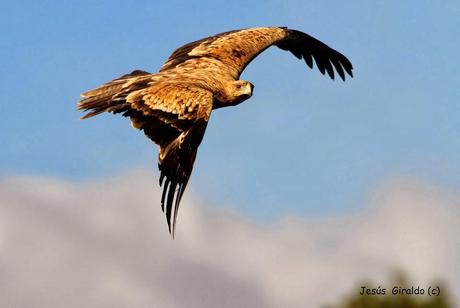 ÁGUILA IMPERIAL IBÉRICA (AQUILA ADALBERTI). ÁGUILA IMPERIAL IBÉRICA (AQUILA ADALBERTI).
