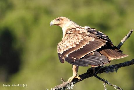 ÁGUILA IMPERIAL IBÉRICA (AQUILA ADALBERTI). ÁGUILA IMPERIAL IBÉRICA (AQUILA ADALBERTI).
