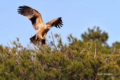 ÁGUILA IMPERIAL IBÉRICA (AQUILA ADALBERTI). ÁGUILA IMPERIAL IBÉRICA (AQUILA ADALBERTI).