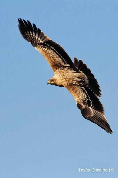 ÁGUILA IMPERIAL IBÉRICA (AQUILA ADALBERTI). ÁGUILA IMPERIAL IBÉRICA (AQUILA ADALBERTI).