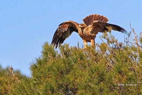 ÁGUILA IMPERIAL IBÉRICA (AQUILA ADALBERTI). ÁGUILA IMPERIAL IBÉRICA (AQUILA ADALBERTI).