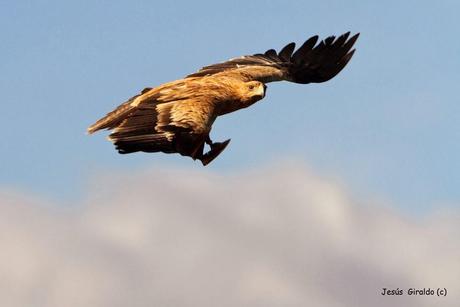 ÁGUILA IMPERIAL IBÉRICA (AQUILA ADALBERTI). ÁGUILA IMPERIAL IBÉRICA (AQUILA ADALBERTI).