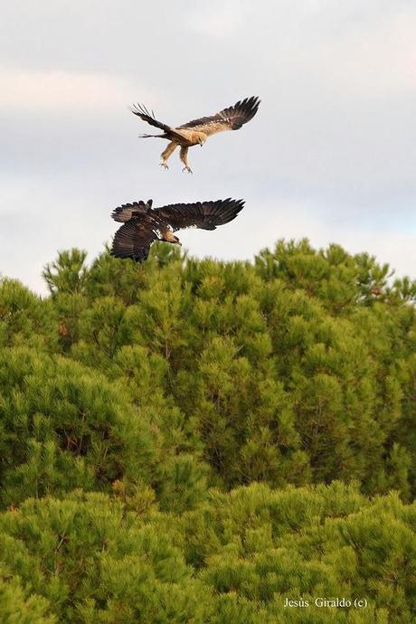 ÁGUILA IMPERIAL IBÉRICA (AQUILA ADALBERTI). ÁGUILA IMPERIAL IBÉRICA (AQUILA ADALBERTI).