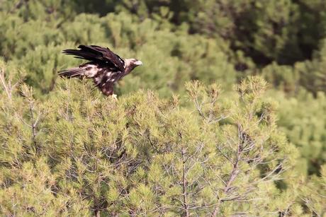 ÁGUILA IMPERIAL IBÉRICA (AQUILA ADALBERTI). ÁGUILA IMPERIAL IBÉRICA (AQUILA ADALBERTI).
