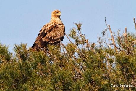 ÁGUILA IMPERIAL IBÉRICA (AQUILA ADALBERTI). ÁGUILA IMPERIAL IBÉRICA (AQUILA ADALBERTI).