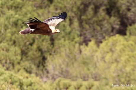ÁGUILA IMPERIAL IBÉRICA (AQUILA ADALBERTI). ÁGUILA IMPERIAL IBÉRICA (AQUILA ADALBERTI).