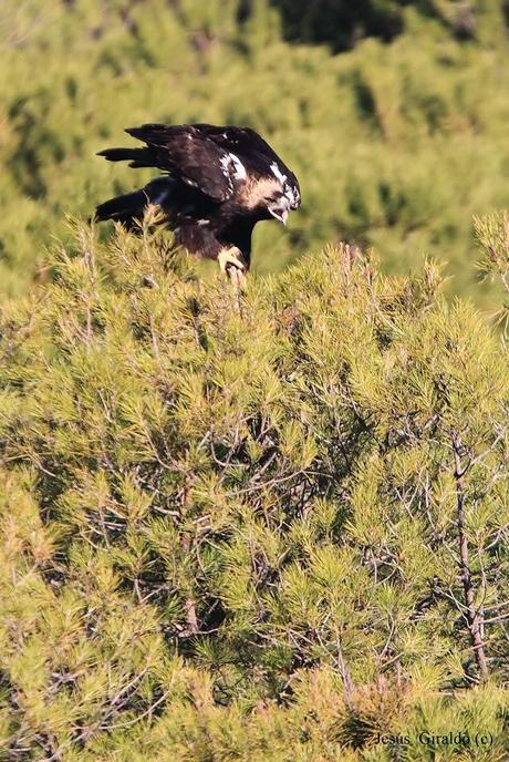 ÁGUILA IMPERIAL IBÉRICA (AQUILA ADALBERTI). ÁGUILA IMPERIAL IBÉRICA (AQUILA ADALBERTI).