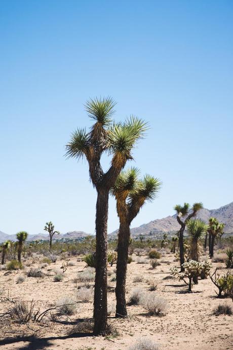 Joshua_tree-Coachella_2014-Festival_Outfit-Floral_Dress-Cut_Out_Boots-Braid-Desert-