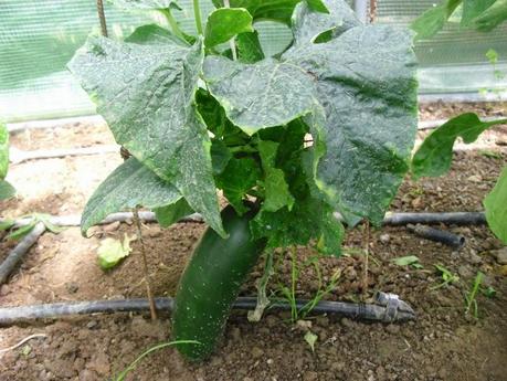 DESARROLLO DE LAS PLANTAS DE MI INVERNADERO (cap. 4º)