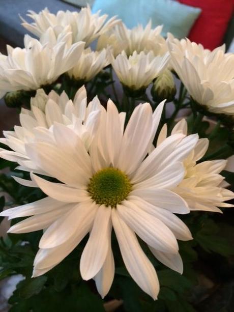 Conociendo a Masshiro, flores y mas la foto 1