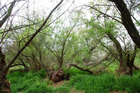 Quijote + Viendo llover en Galicia Quijote + Viendo llover en Galicia