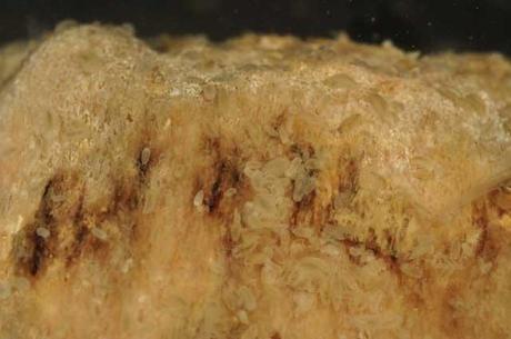 Jaera tyleri en los huesos de una ballena Jaera tyleri en los huesos de una ballena