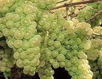 Resumen semanal. Sem 17 Resumen semanal. Sem 17