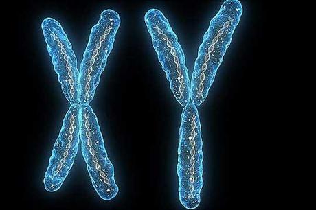El cromosoma Y determina algo más que el sexo Cromosomas