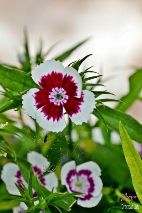 MACRO DEL DÍA: FLORES MACRO DEL DÍA: FLORES