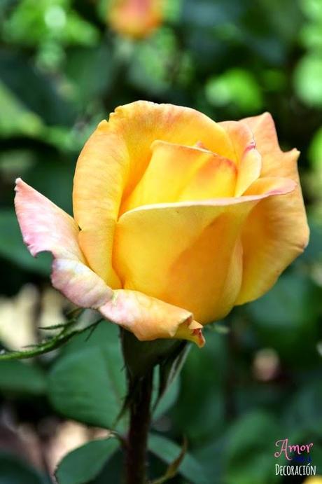 MACRO DEL DÍA: FLORES MACRO DEL DÍA: FLORES