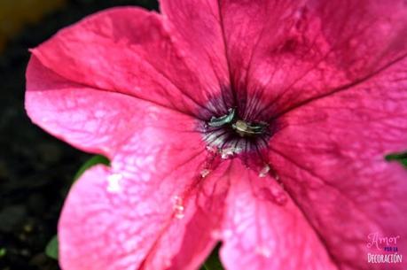 MACRO DEL DÍA: FLORES MACRO DEL DÍA: FLORES