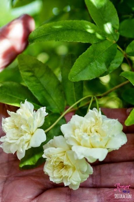 MACRO DEL DÍA: FLORES MACRO DEL DÍA: FLORES