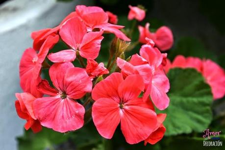 MACRO DEL DÍA: FLORES MACRO DEL DÍA: FLORES