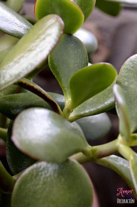 MACRO DEL DÍA: FLORES MACRO DEL DÍA: FLORES