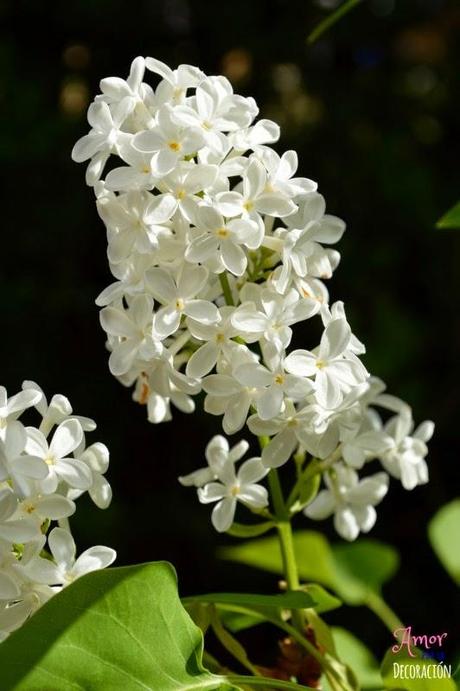 MACRO DEL DÍA: FLORES MACRO DEL DÍA: FLORES