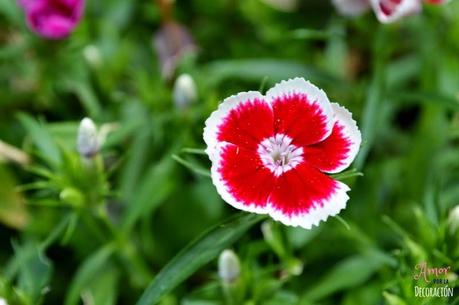 MACRO DEL DÍA: FLORES MACRO DEL DÍA: FLORES