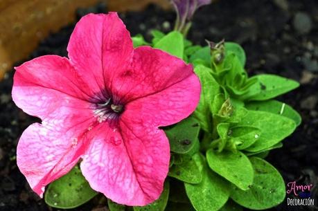 MACRO DEL DÍA: FLORES MACRO DEL DÍA: FLORES