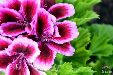 MACRO DEL DÍA: FLORES MACRO DEL DÍA: FLORES