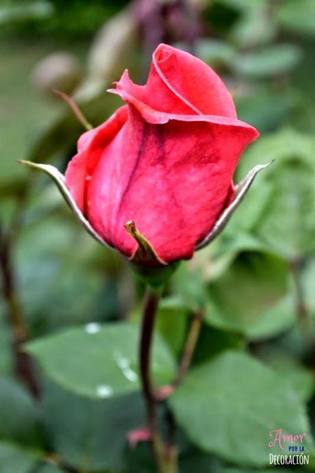 MACRO DEL DÍA: FLORES MACRO DEL DÍA: FLORES