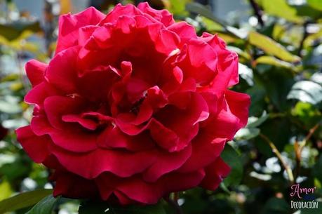 MACRO DEL DÍA: FLORES MACRO DEL DÍA: FLORES