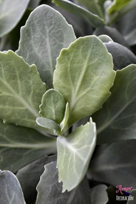 MACRO DEL DÍA: FLORES MACRO DEL DÍA: FLORES